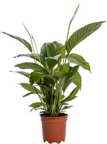 Plantenboetiek.nl | Spathiphyllum Bingo Cupido - Kamerplant - Hoogte 80cm - Potmaat 19cm