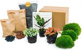 Plantenboetiek.nl | Planten terrarium pakket Calathea Lancifolia - Navulling & Startpakket- DIY - Kamerplant - Hoogte 15cm - Potmaat 7cm