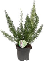 Plantenboetiek.nl | Asparagus Meyeri - Kamerplant - Hoogte 35cm - Potmaat 12cm