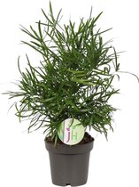 Plantenboetiek.nl | Asparagus Falcatus - Kamerplant - Hoogte 30cm - Potmaat 12cm