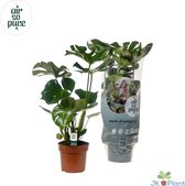 Plantenboetiek.nl | Monstera Deliciosa - Kamerplant - Hoogte 55cm - Potmaat 17cm