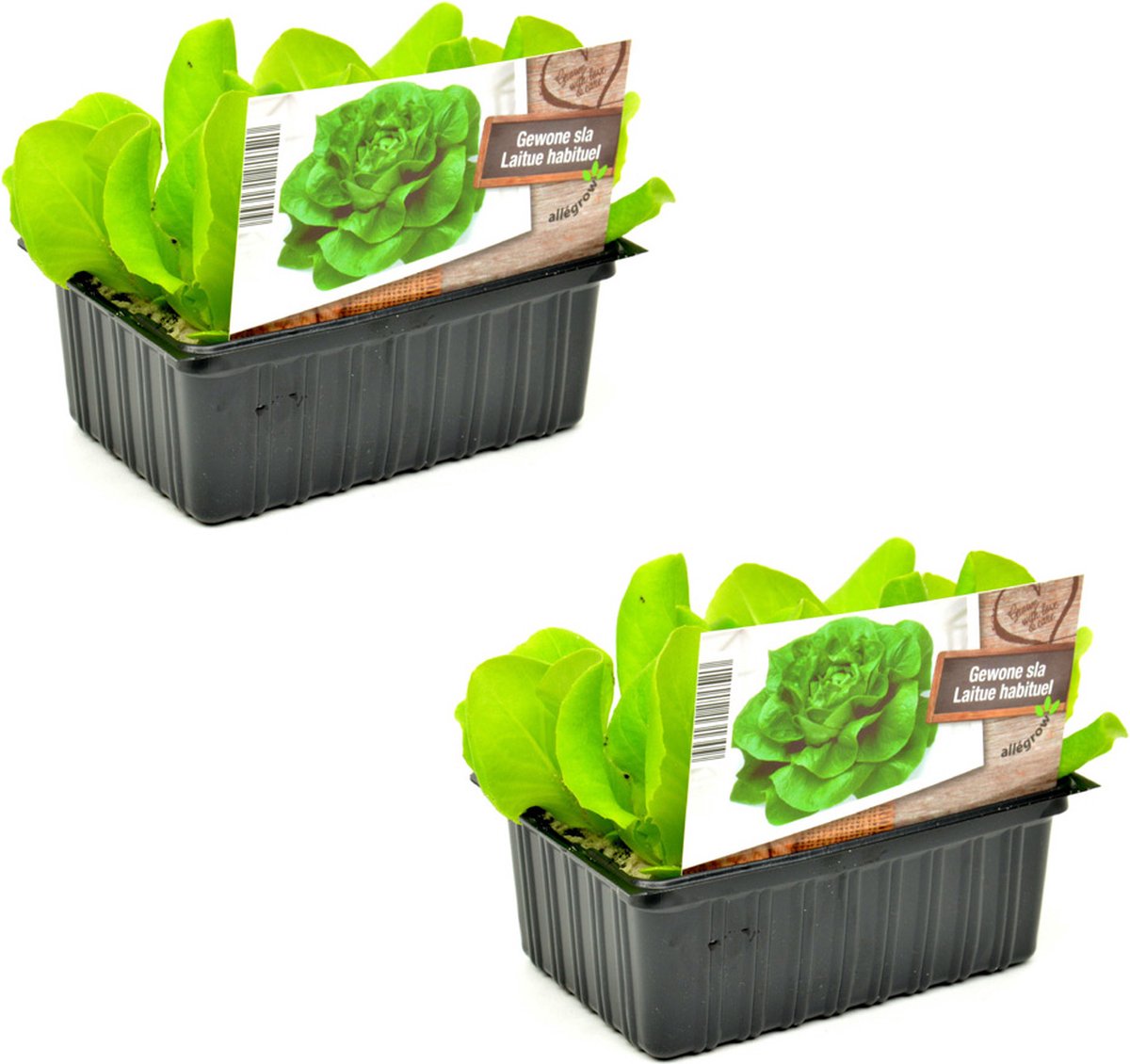 Sla - kropsla - Sla Plantjes – Groenteplanten voor Moestuin of Kas – 12 plantjes