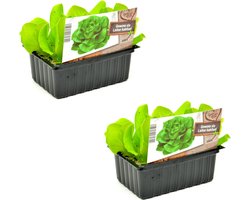 Sla - kropsla - 12 planten - makkelijk zelf kweken in je moestuin - in blokjes van 4x4 cm