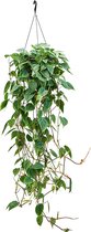Philodendron Scandens | Klimmende boomliefhebber