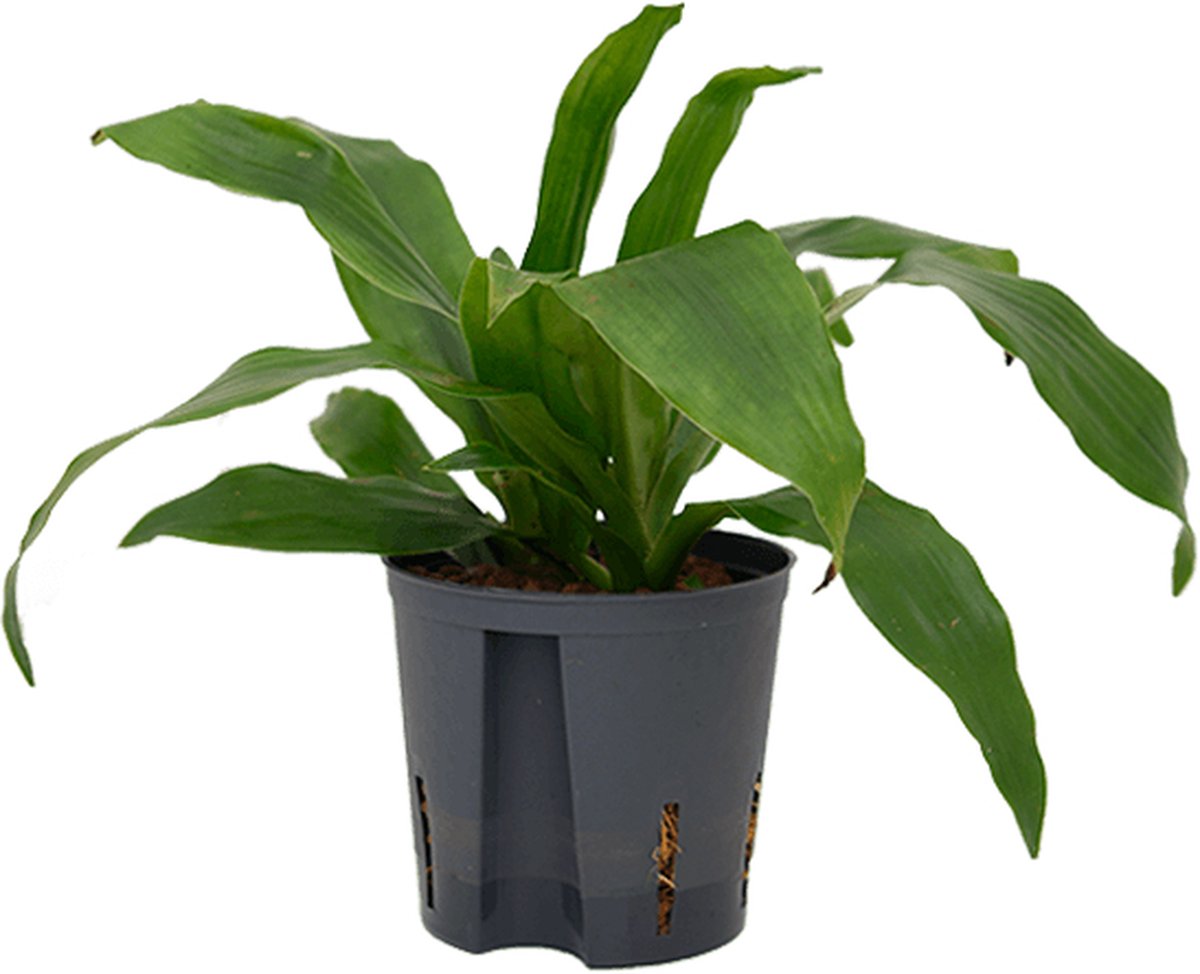 Dracaena fragrans 'Janet Craig' - 2pp Hydrocultuur - 35