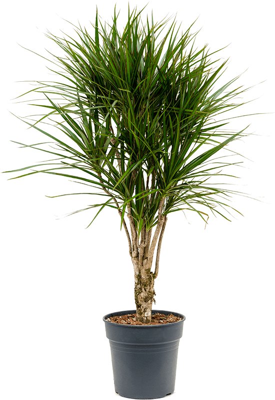 Dracaena marginata - Vertakt