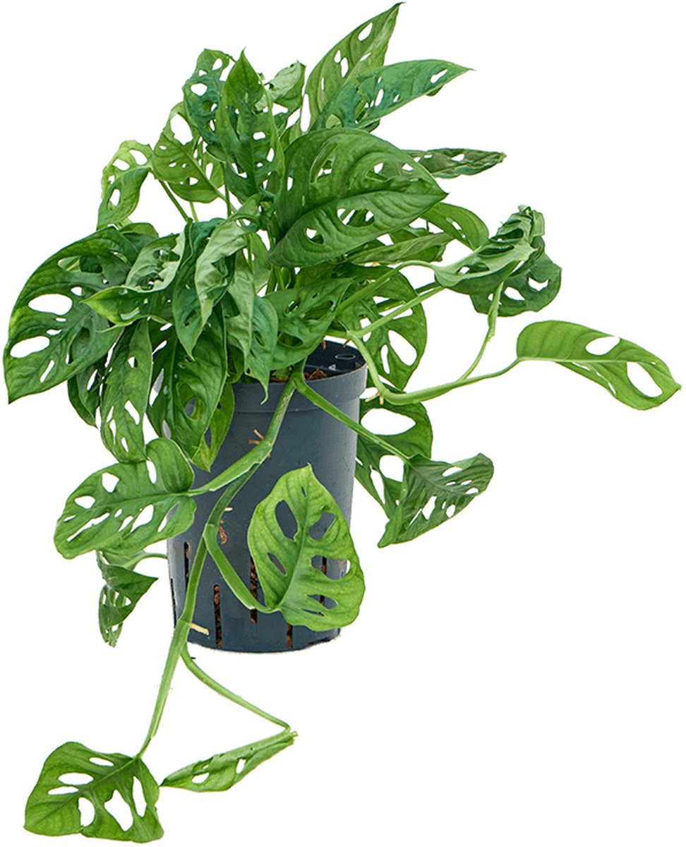 Monstera obliqua Hydrocultuur - 40