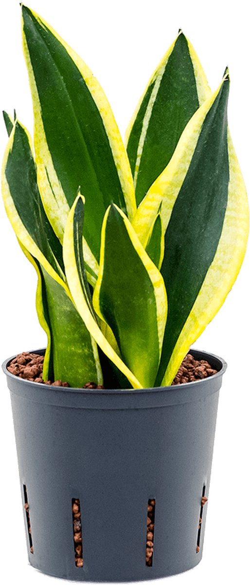 Sansevieria trifasciata 'Super Flame' - Toef Hydrocultuur - 30