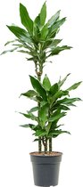 Dracaena fragrans Burundii 60-30-15 110cm