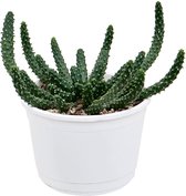 Euphorbia inermis - 20cm