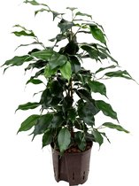 Ficus benjamina Danielle Toef 40cm