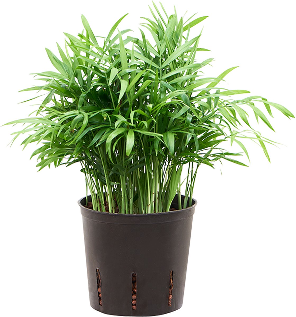Chamaedorea elegans - Toef Hydrocultuur - 35