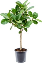 Ficus benghalensis Audrey Stam 95cm