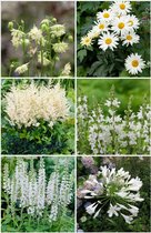 Bulbs by Brenda - Bijen en vlinder vaste planten pakket wit - 10 stuks - 6 soorten - agapanthus - akelei - leucanthemum - salvia - veronica - astilbe