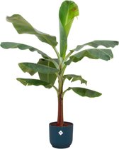 Bananenplant (Musa) inclusief elho Vibes Fold Round blauw - Potmaat 22cm - Hoogte 120cm