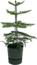 Araucaria (kamerden) inclusief elho Greenville Round groen - Potmaat 18cm - Hoogte 60cm