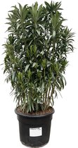 Nerium Oleander struik - Potmaat 55cm - Hoogte 190cm