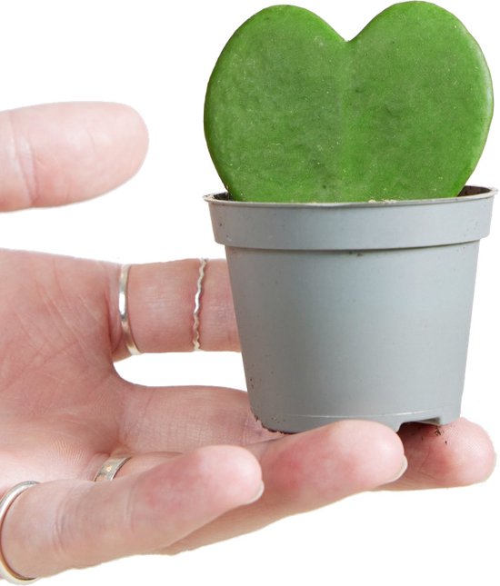 Hoya Kerrii (Hartjesplant)