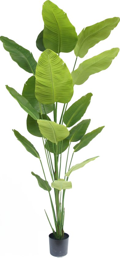 Foto: Kunstplant strelitzia 240 cm real touch