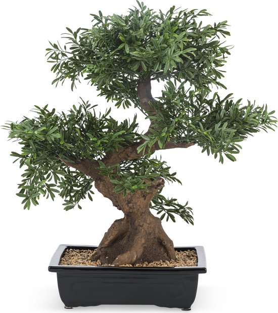 KENTIS - Myrtle Bonsai - Myrtus Communis Planta Ornamental Auténtica de