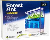 Ferme Antquarium Ledlight Forest Ant