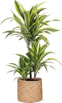 Dracaena Lemon Lime in Albury NATURAL mand - Potmaat 21cm - Hoogte 65cm