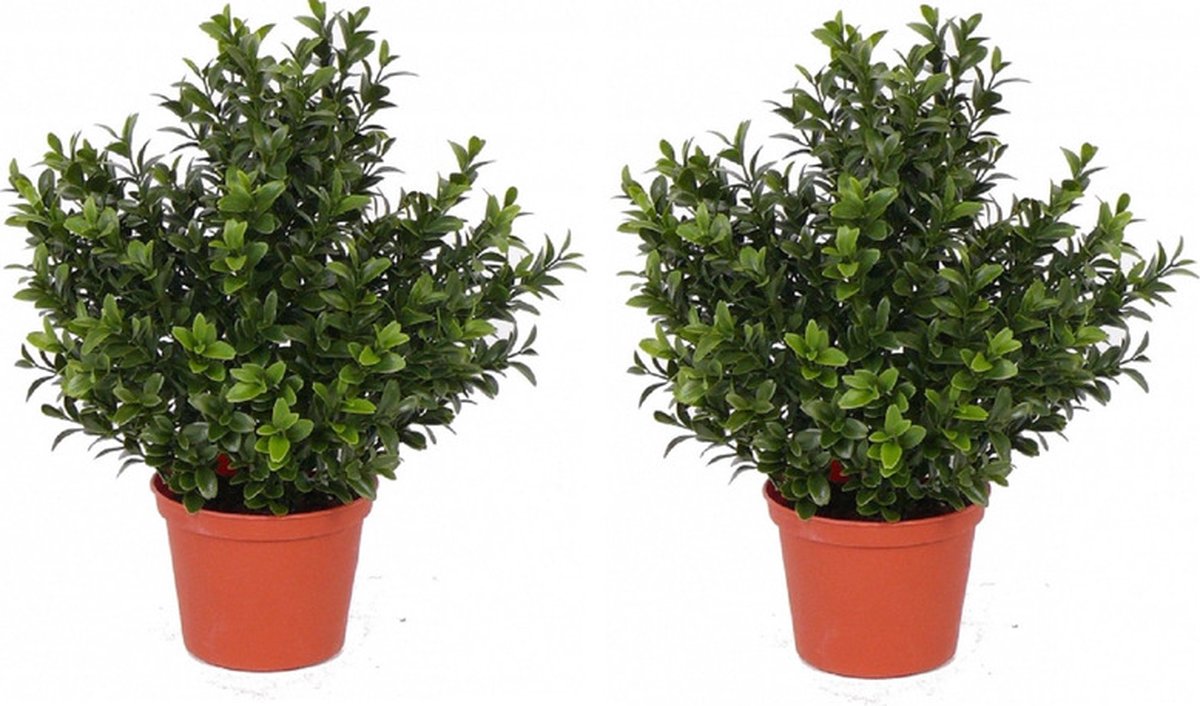 Bellatio Flowers & Plants Kunstplant Buxus - 2x - groen - in pot - 31 cm - Kantoor/huiskamer - nep/namaak planten
