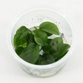 AQUAlook Anubias nangi in 100CC vitro cup Waterplant