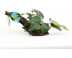 Anubias op Driftwood M (medium) - Aquariumplanten - Aquarium decoratie - Moerings