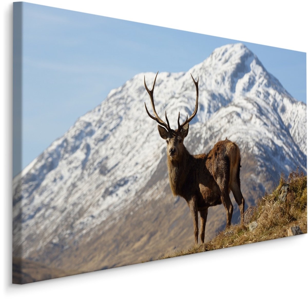 karo-art Schilderij - Hert in de Bergen, 5 maten, Premium print Multikleur