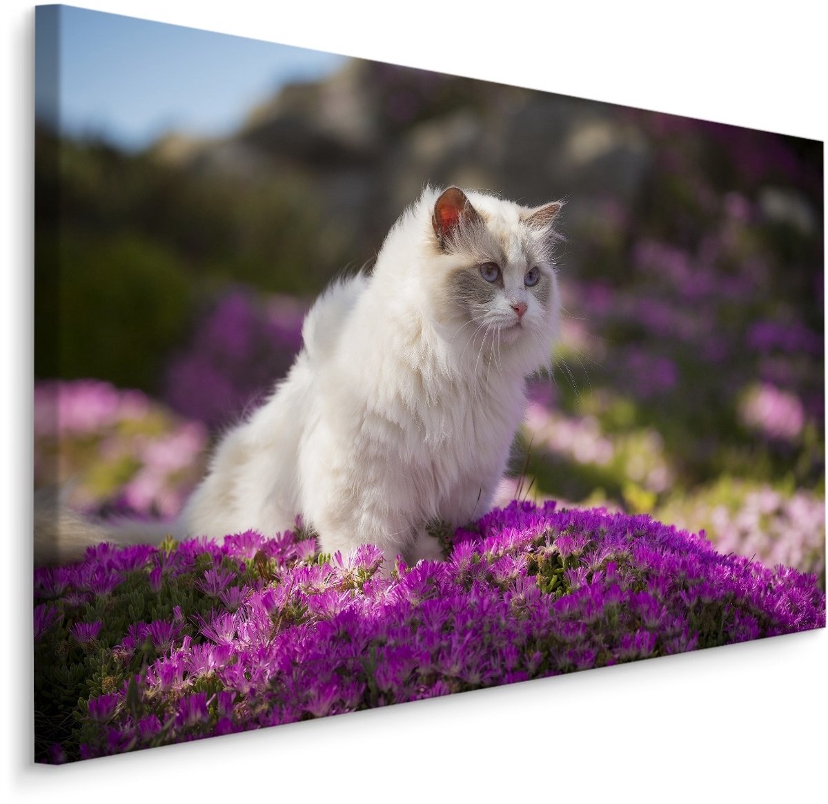 karo-art Schilderij - Ragdoll Kat tussen de Bloemen, Premium print Multikleur