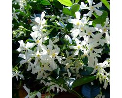 32 x Toscaanse Jasmijn Wit - Geurende Sterjasmijn - Klimplant Wintergroen - Trachelospermum jasminoides in C2(liter) pot met hoogte 50-60cm