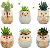 Set van 6 Keramische Uilen Bloempotten 2,5 inch voor Bonsai Planten - Kleurrijke Kunstpotten voor Thuis en Kantoor