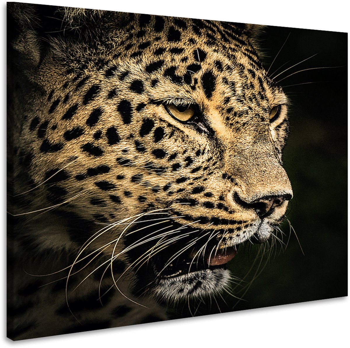 karo-art Schilderij - Luipaard, 3 maten, premium print, wanddecoratie Multikleur