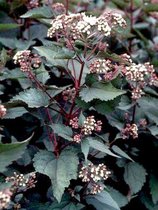 12x Leverkruid (Eupatorium rugosum 'Chocolate')