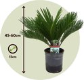 Cycas Revoluta van 45-60cm hoog, in een zwarte pot, met groene bladeren.