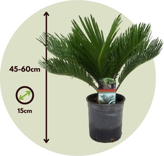Cycas Revoluta van 45-60cm hoog, in een zwarte pot, met groene bladeren.