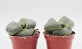 Ikhebeencactus | Pleiospilos nelii | Levende steen | set van 2 stuks | 8,5 cm