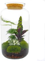 DIY terrarium - Botanical Sven XL -  43 cm