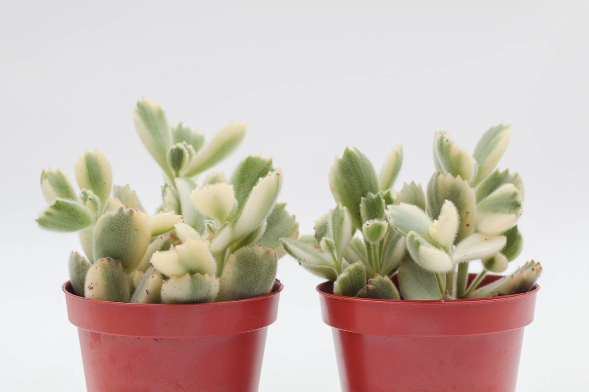 Ikhebeencactus Cotyledon tomentosa ladysmithiensis variegata bearpaw vetplant Set van 2 stuks 8 5 cm pot 12 cm hoog