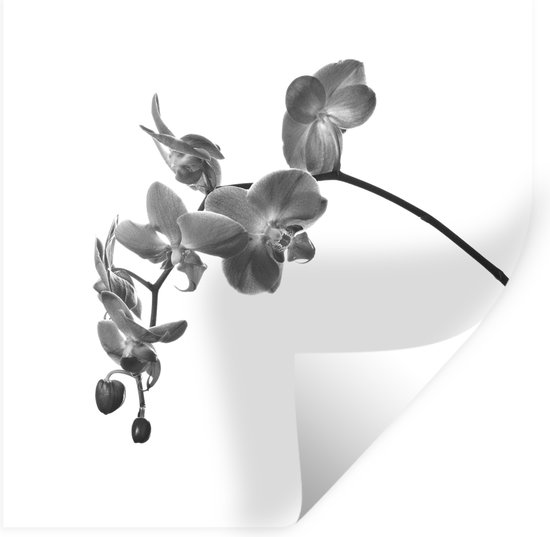 Muurstickers - Sticker Folie - Orchidee tegen witte achtergrond - zwart wit - 30x30 cm - Plakfolie - Muurstickers Kinderkamer - Zelfklevend Behang - Zelfklevend behangpapier - Stickerfolie