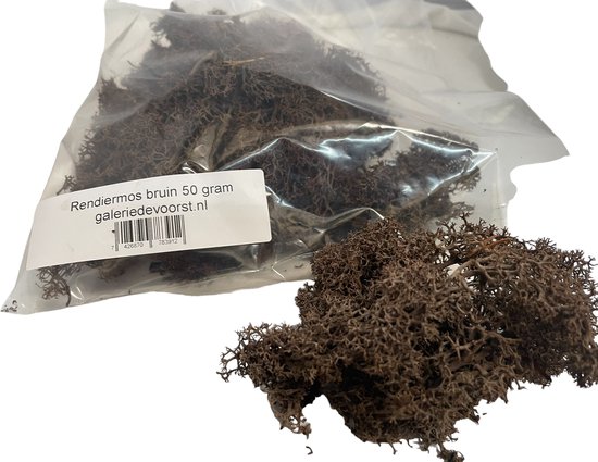 Mosschilderij met Hout en Planten - Gratis Levering