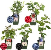 Plants by Frank | "Vruchten oase" BIO Fruitplanten mix set van 5 verschillende soorten | 100% Biologisch gekweekt | Fruittuin | Fruit | Planten | Tuinplanten
