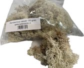 Rendiermos, mos Naturel 100 gram. Geschikt voor decoraties, mosschilderijen, moswanden, bloemstukjes