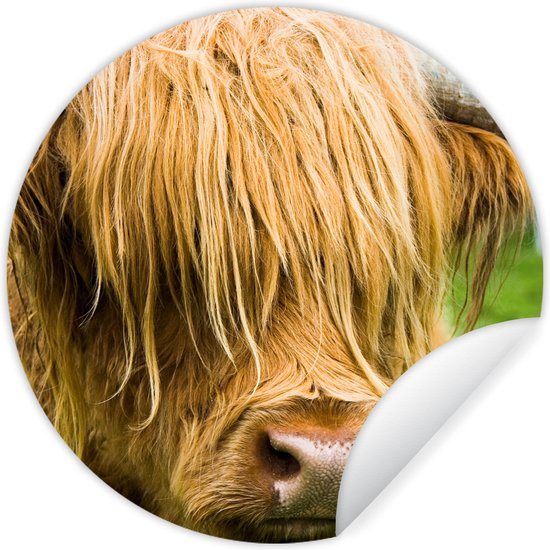 WallCircle - Muurstickers - Behangcirkel - Schotse hooglander - Gras - Vacht - Dieren - Koe - ⌀ 30 cm - Muurcirkel - Zelfklevend - Ronde Behangsticker