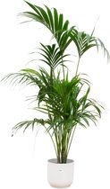 NatureNest - Combi Deal - Kentia Palm - Wit - 1 Stuk - 180cm