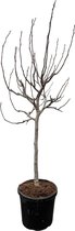 NatureNest - Vijgenboom op stam - Ficus Carica - 1 Stuk - 225cm