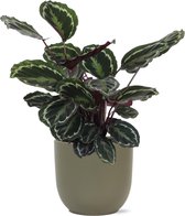 NatureNest - Pauwenplant - Calathea Medaillon - 1 Stuk - 70cm