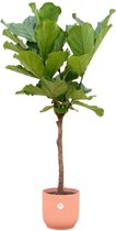 NatureNest - Combi Deal - Ficus Lyrata Op Stam - Roze - 1 Stuk - 170cm