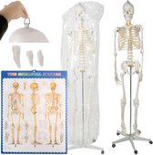 Modèle de squelette humain Malatec 170 cm – Perfect pour l'éducation et les études médicales